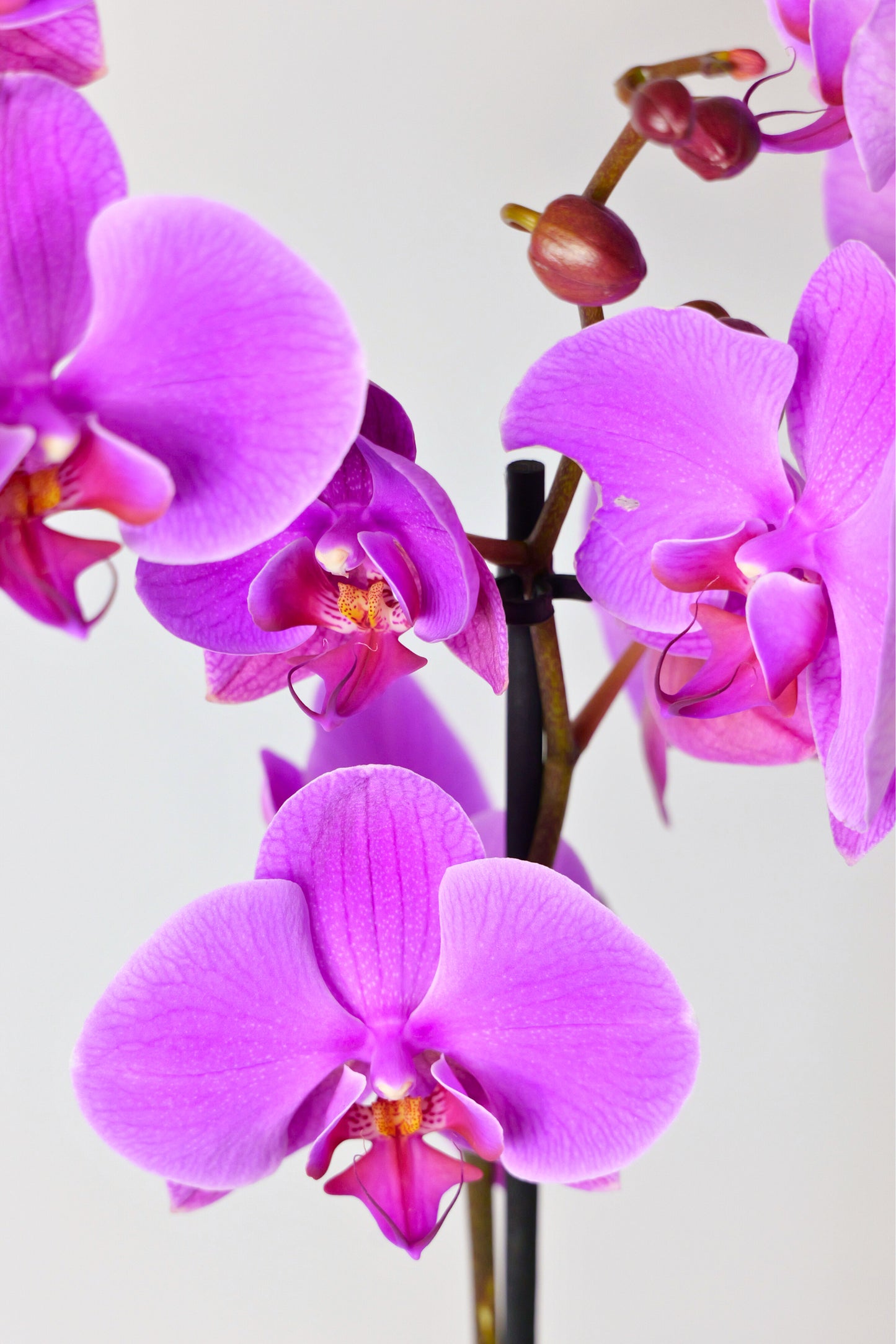 Orquídea Phalaenopsis