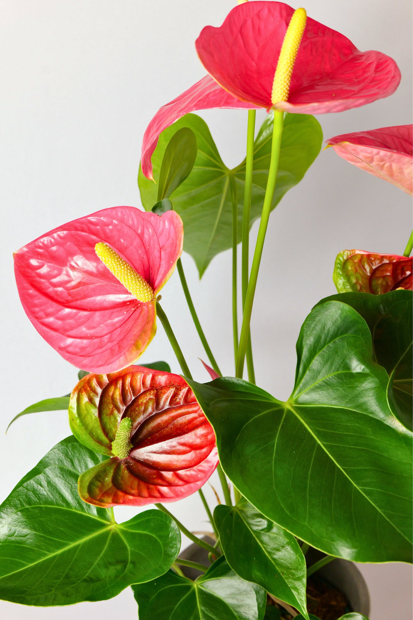 Anthurium
