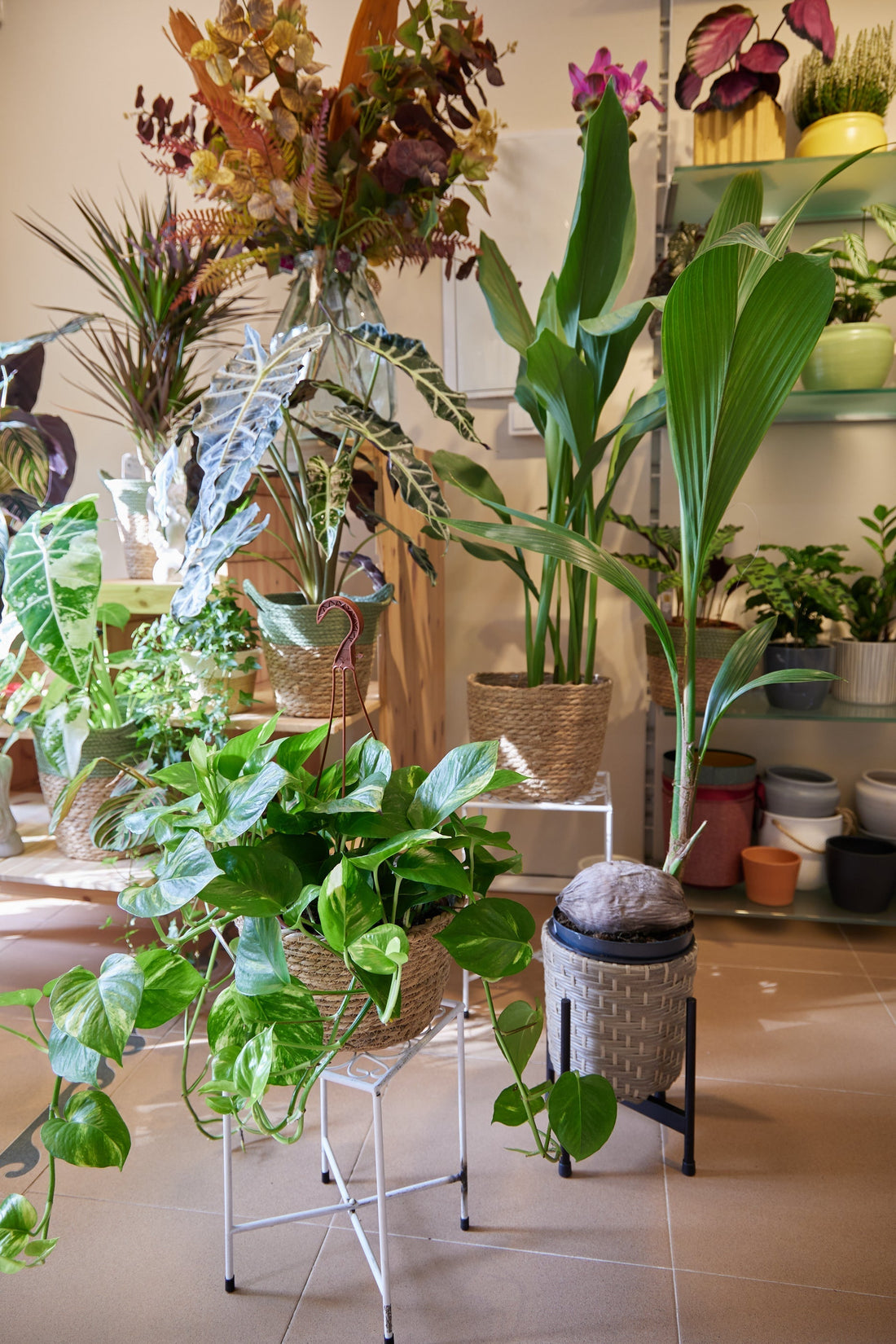 Plantas y flores para decorar en invierno | Guía D'Vivi