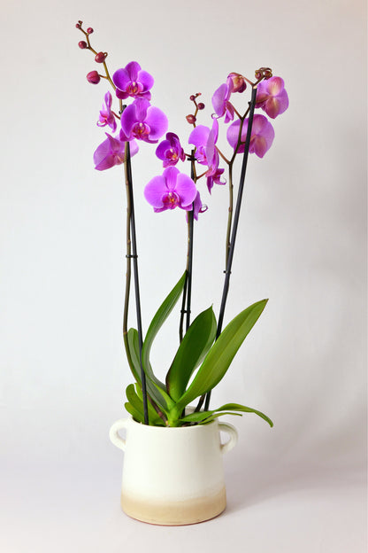 Orquídea Phalaenopsis