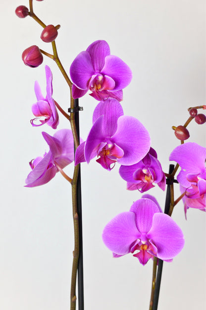Orquídea Phalaenopsis