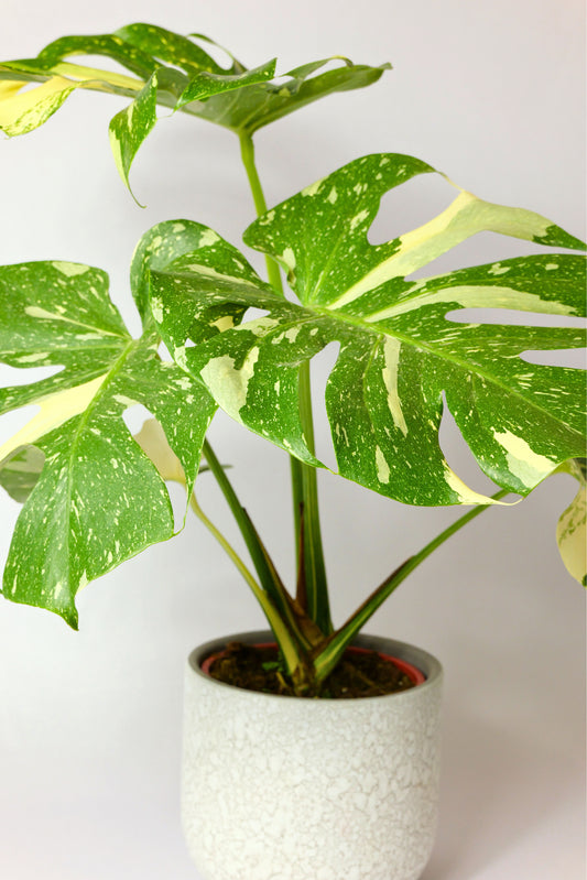 Monstera Variegada
