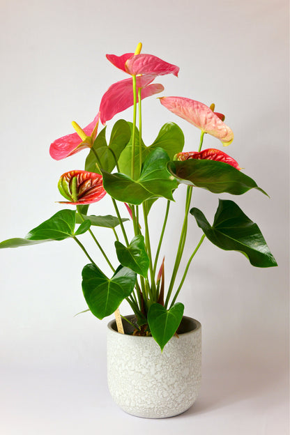 Anthurium