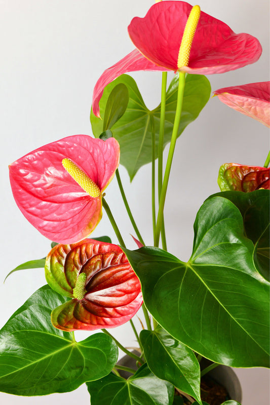 Anthurium