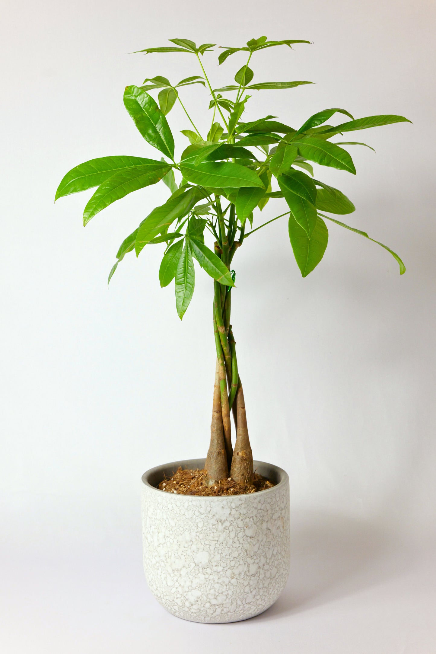 Pachira Árbol del Dinero